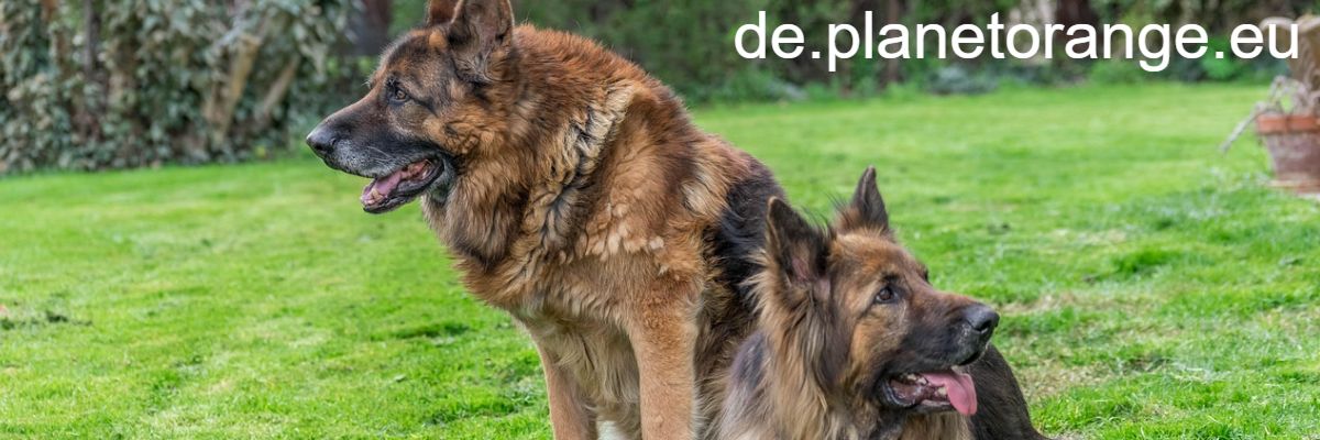 de.planetorange.eu